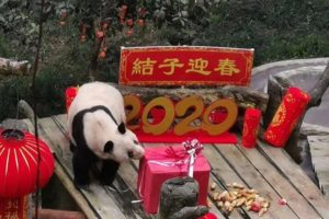 Muere Xinxing, la osa panda en cautividad más longeva del mundo