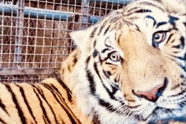 Rescatan a dos tigres de bengala y una leona hacinados en un rancho de Sonora