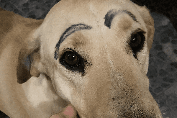 "No descansaré hasta encontrar al culpable", dice dueña en Monterrey