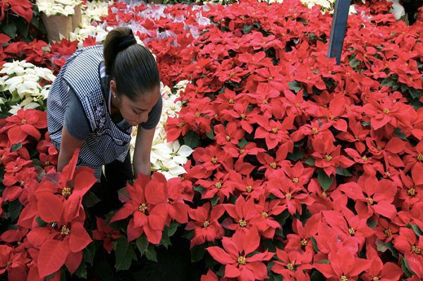 Venta de nochebuena deja una derrama de más de 79 millones de pesos