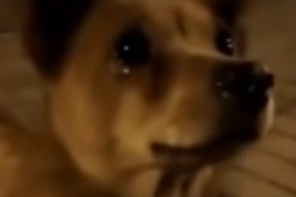 Perrito callejero en China "llora" al compartirle comida #VIDEO