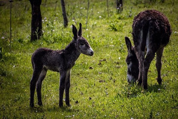 ¿Qué es un burrito sabanero y por qué va a Belén? Conoce la historia de este villancico