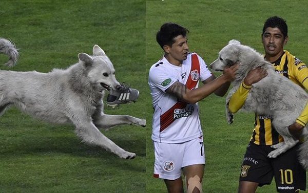 Perro se roba el espectáculo en un partido de Bolivia al robarse un zapato de un jugador #VIDEO