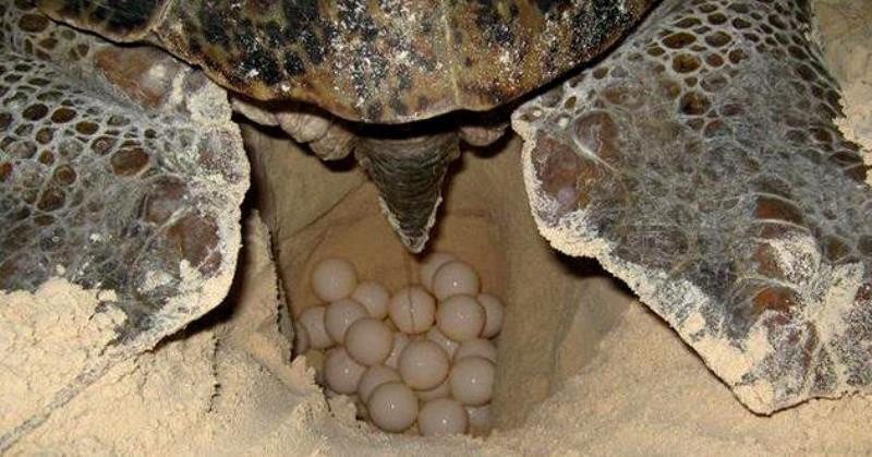 Cancún registra la mayor anidación de tortugas, en 26 años