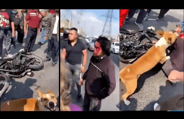 Perro callejero se une a golpiza contra ladrón y se vuelve viral #VIDEO