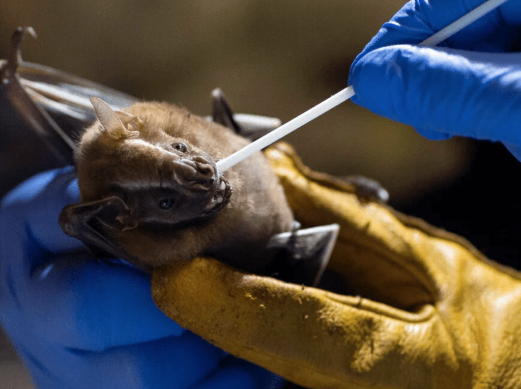 Murciélagos ayudarían a científicos a prevenir próxima pandemia