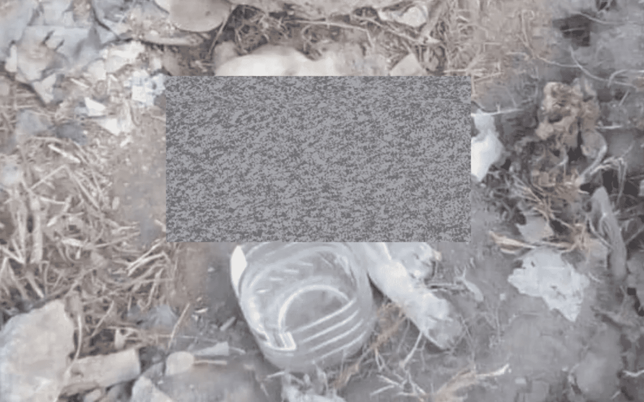 Hallan a perrita abusada bajo lápida en Edomex