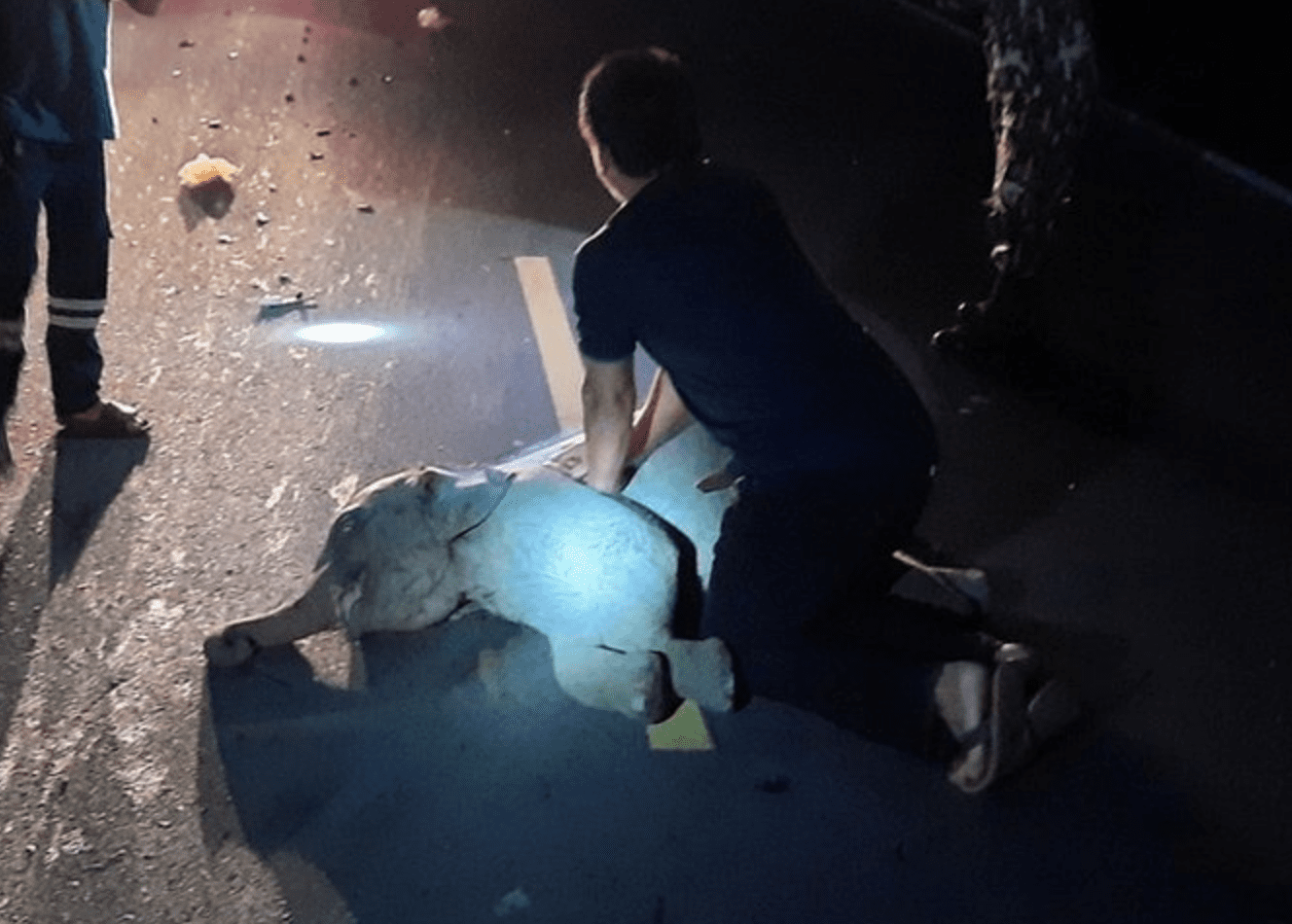 Con reanimación pulmonar rescatan a elefante bebé en Tailandia