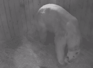 Nace cría de de oso polar en  Rusia, por primera vez en 32 años #VIDEO