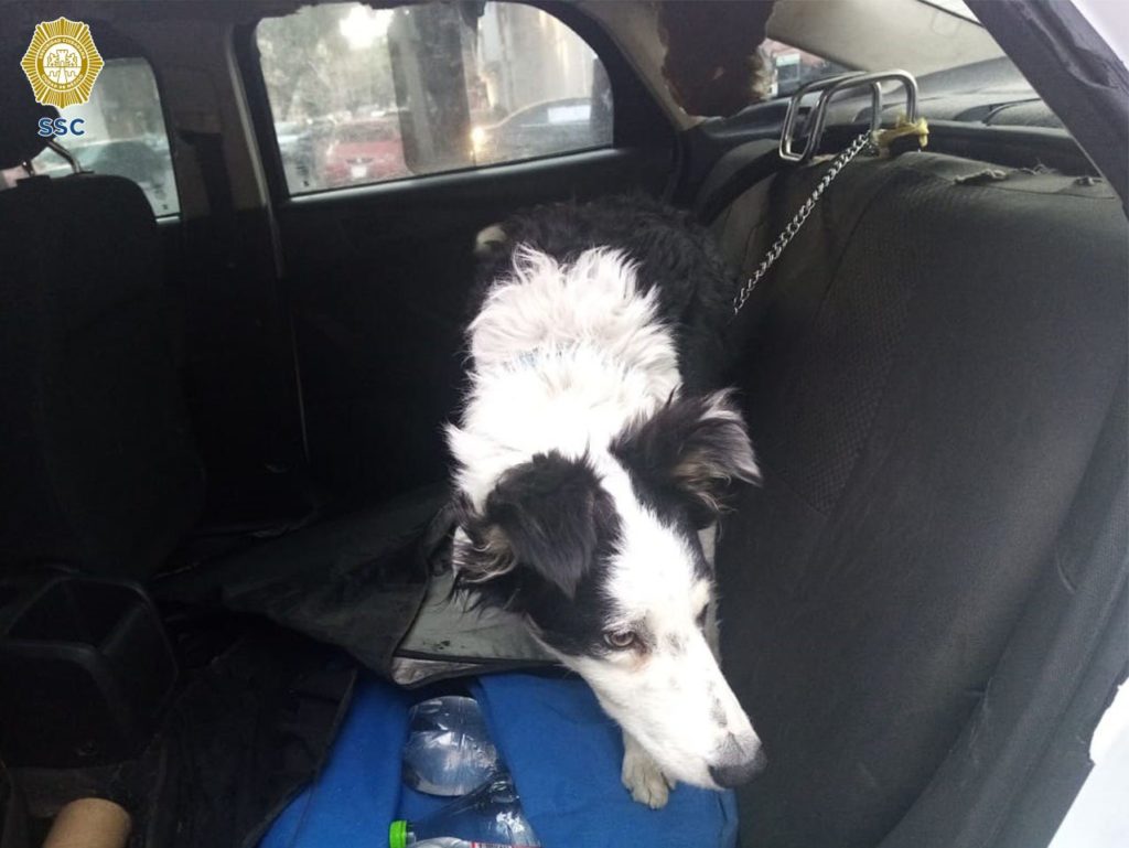 Rescatan en la colonia Pensil a un perro que habían dejado al interior de un auto