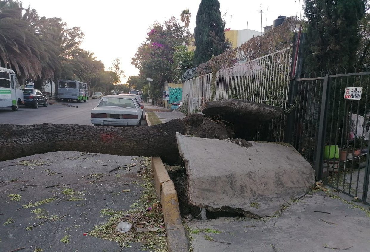 Lonas, postes y árboles derribados por las ráfagas de viento en la CDMX #VIDEO