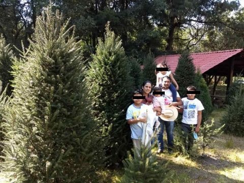 ¿Y la pandemia? Miles de familias salen a comprar su árbol de Navidad en el Estado de México