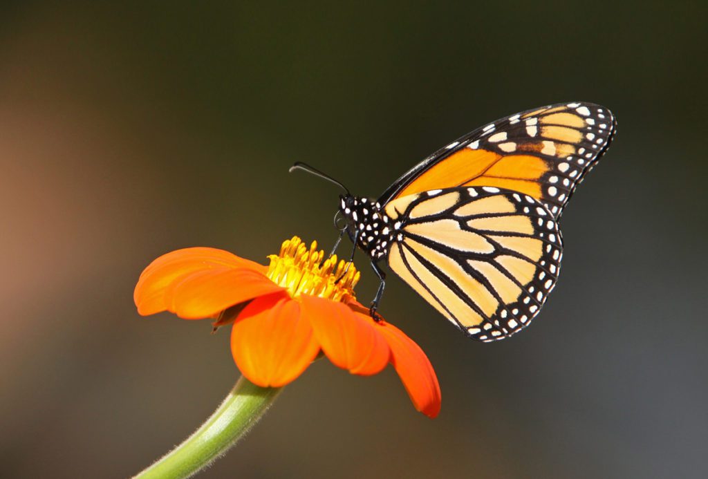 Sí es importante, pero ahorita no. EEUU desiste proteger a la mariposa monarca