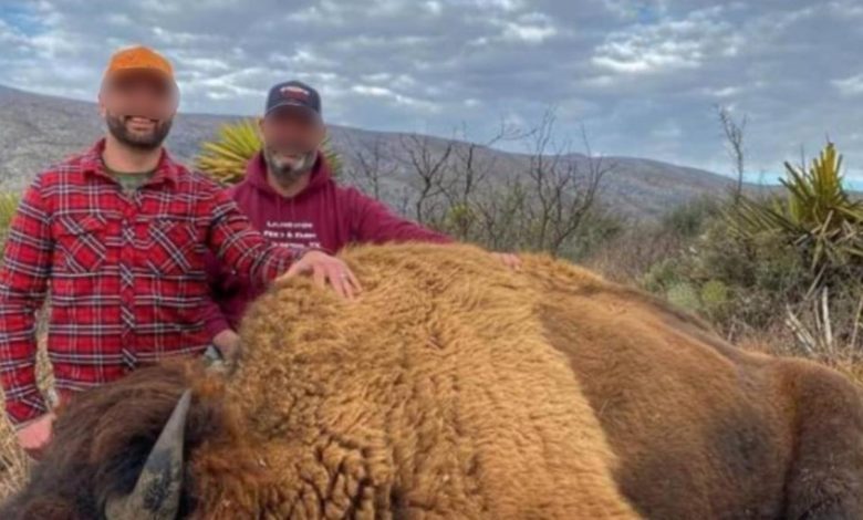 ¡Indignante! Cazan bisonte en Coahuila, la especie recién volvió a la región