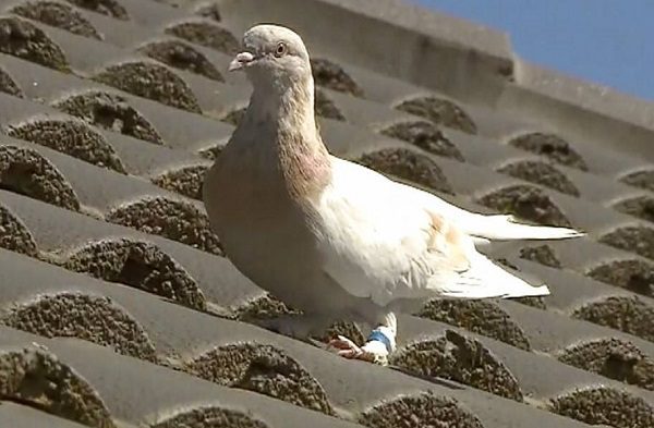Paloma mensajera cruzó el océano Pacífico y ahora piden sea sacrificada