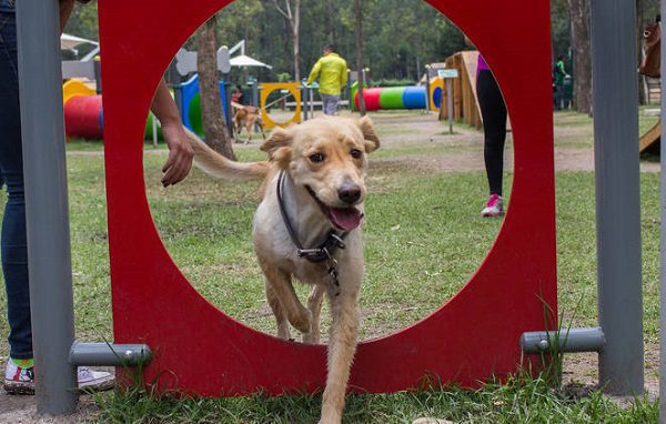 Se inaugura en Iztapalapa parque canino de sana convivencia