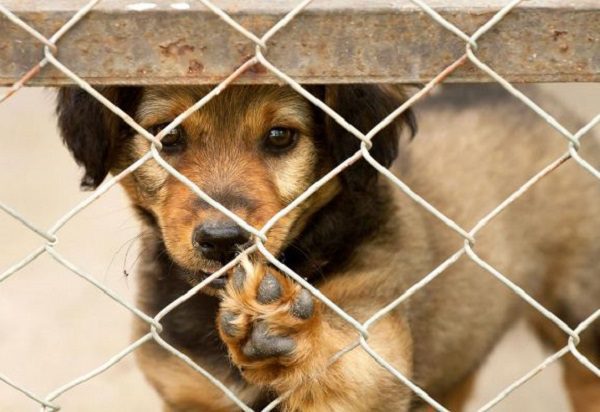 ¿Quieres adoptar un perrito? Contesta estas preguntas y ve si estás listo para ello