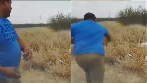 Buscan a los responsables de matar a pedradas a gato montés #VIDEO