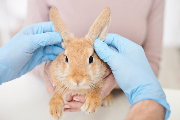 En Zacatecas advierten por brote de enfermedad hemorrágica viral en conejos