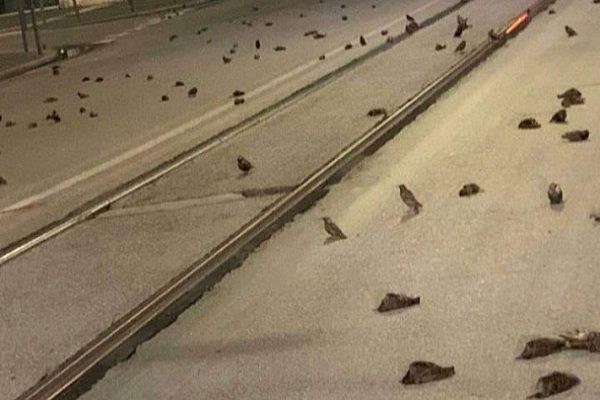 Cientos de aves murieron en Roma, víctimas del miedo a los fuegos artificiales de Año Nuevo #VIDEO