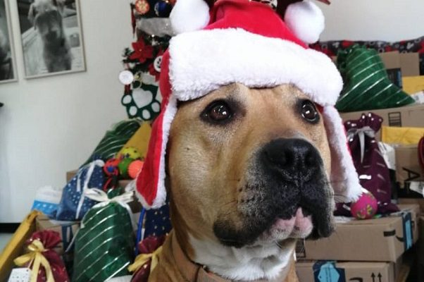 Los perritos del Metro han recibido 1,200 cartas para los Reyes Magos