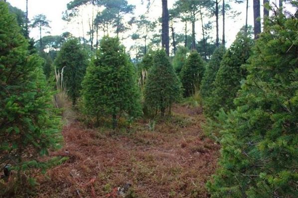 Habilitan 28 centros de acopio en CDMX para recibir árboles de Navidad