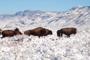 A más de 100 años de ausencia, avistan bisontes salvajes en Coahuila