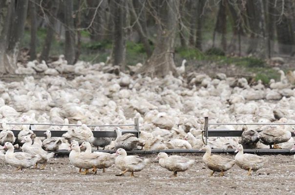Francia alerta que gripe aviar avanza de forma "galopante"