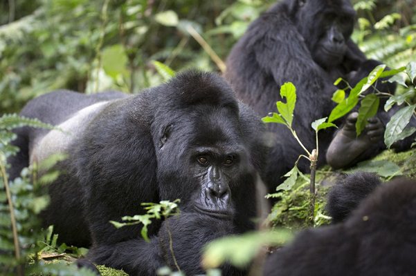 Dos gorilas del zoológico de San Diego dan positivo a Covid-19