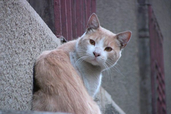 15 personas dan positivo a Covid-19 tras hacerle fiesta a un gato