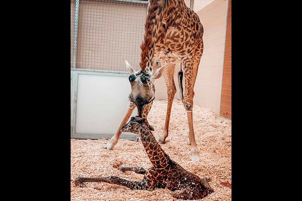 Muere accidentalmente la jirafa recién nacida “esperada por todo el mundo”