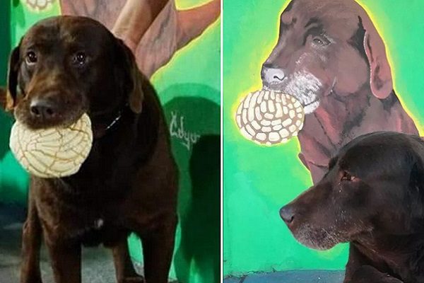 "El conchas", un perrito amante del pan dulce, se vuelve viral en redes