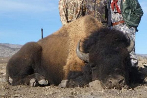 Profepa fija plazo a rancho en Coahuila para aclarar caza de bisonte