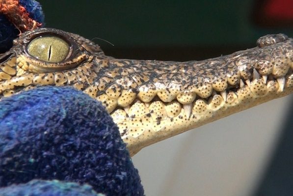 Resguardan a cocodrilo que deambulaba en calles de la colonia Morelos #VIDEO