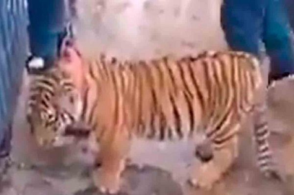 Buscan a sujetos que retienen ilegalmente a un tigre cachorro en Puebla #VIDEO