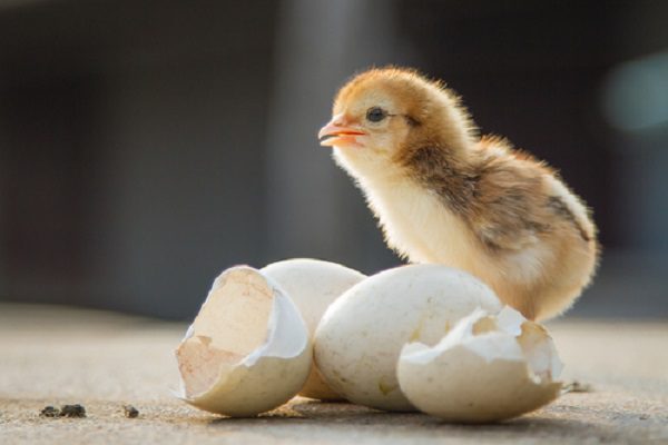 Alemania detendrá sacrificio masivo de pollitos recién nacidos