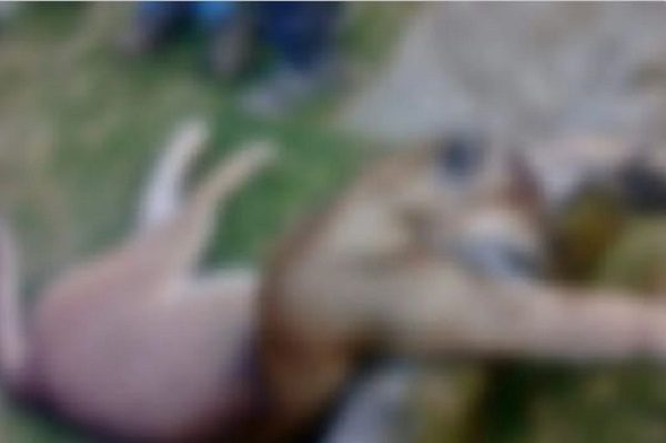 Denuncian que mataron y desollaron a un puma en Edomex