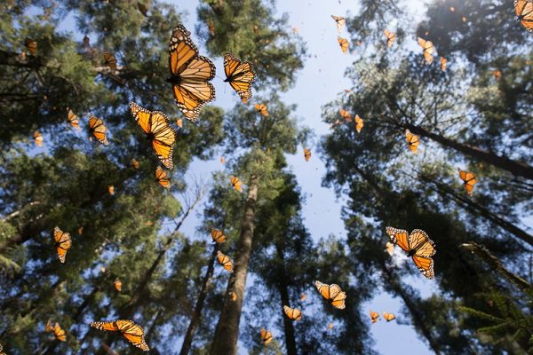 Por Covid-19, cierran temporalmente santuarios de la mariposa monarca