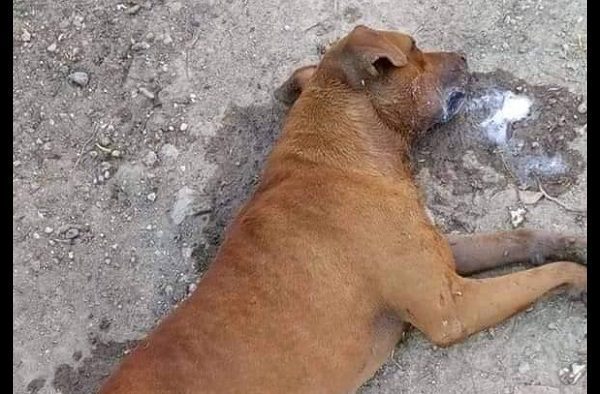 Habitantes en Ocotlán denuncian envenenamiento masivo de perros