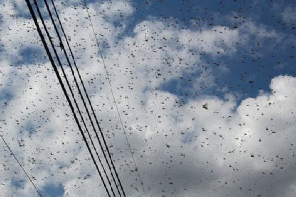 ¡Hola 2021! Alertan en Mérida por plaga de langostas #VIDEO