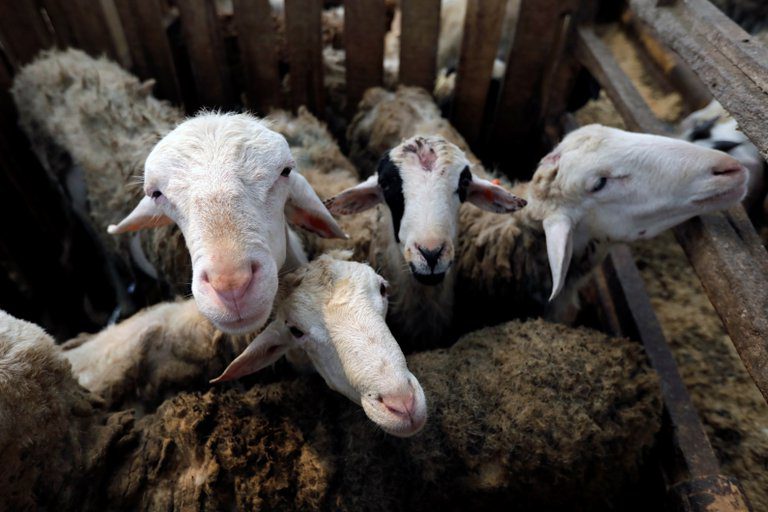 Aparece en Holanda una nueva enfermedad que sería transmitida por las cabras