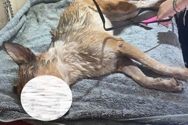 Sacrifican perrito al que le sacaron los ojo #Video