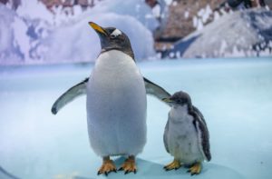 Te presentamos a Álex, el primer pingüino nacido en la CDMX