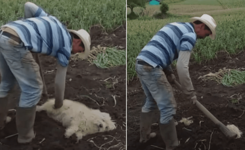 Hombre "entierra vivo" a un perrito, lo captan en #VIDEO y crean polémica
