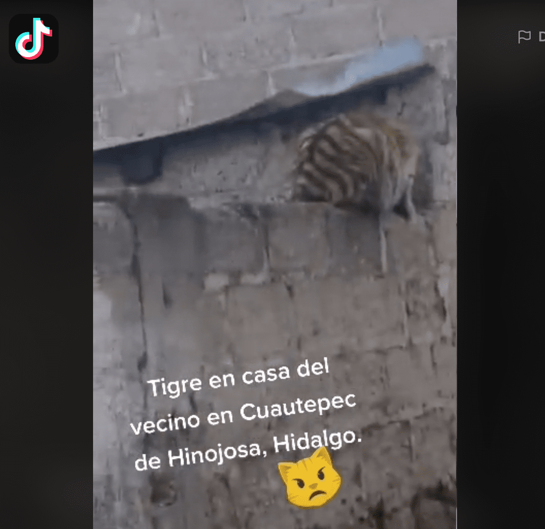 Tigre que tenían como mascota se escapa y crea caos en Hidalgo #VIDEO
