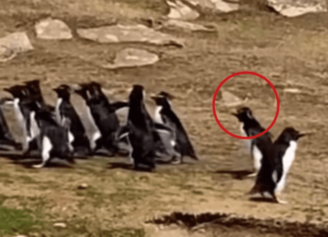 ¡Pingüino despistado! se vuelve viral tras equivocarse de grupo #VIDEO