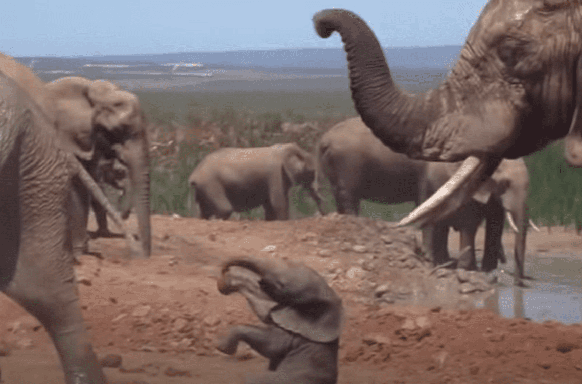 Elefante lanza a cría por el aire y se viraliza #VIDEO