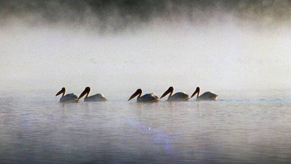 Por gripe aviar, encuentran a 300 pelícanos sin vida