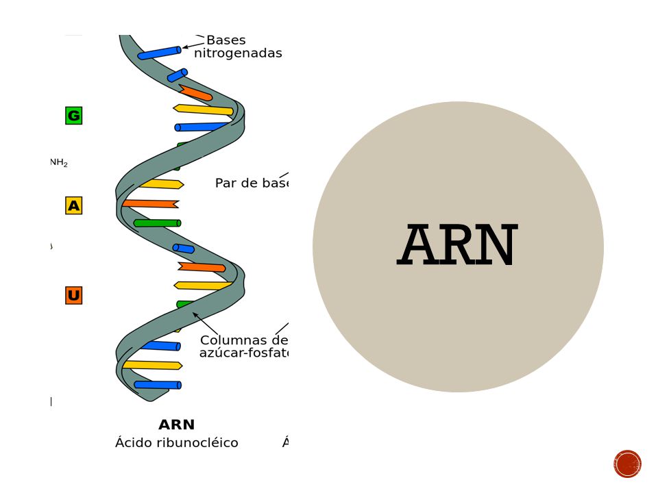 ARN, la molécula clave en la vacunación contra Covid-19