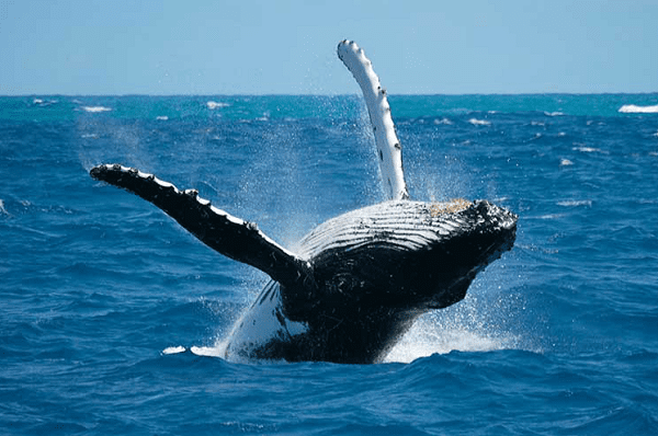 Registra el primer nacimiento gemelar de la ballena jorobada en Puerto Vallarta